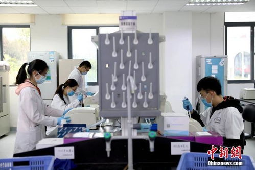 打卡介苗能否减少新冠肺炎感染风险？专家回应与技术开发进展